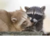 Raccoon 29