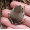 Frogs and toads 27