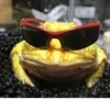Frogs and toads 28