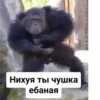 Monkey rejecting cringe 12