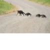 Raccoon 30