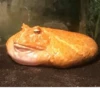 Frogs and toads 29