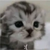 miau, guau 5
