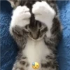miau, guau 7