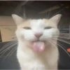 miau, guau 8