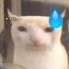 miau, guau 10