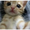 miau, guau 11