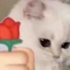 miau, guau 14