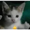 miau, guau 15