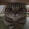 miau, guau 17