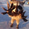 Raccoon City 5