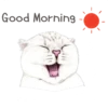 Nala & White Coffee Cat 8