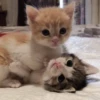Cats 8
