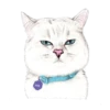 Nala & White Coffee Cat 14