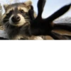 Raccoon City 8