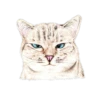 Nala & White Coffee Cat 16