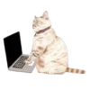 Nala & White Coffee Cat 19