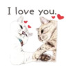 Nala & White Coffee Cat 23