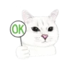 Nala & White Coffee Cat 24