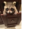 Raccoon City 18