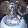 Raccoon City 19