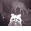 Raccoon City 23