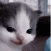Not Hehe 4