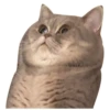 Oh What The Memes 5