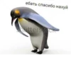 mem 15