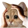 Oh What The Memes 14