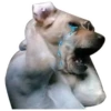 Oh What The Memes 16