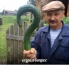 Omg 2