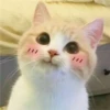 Meow (=ↀWↀ=)✧ 6