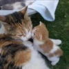 Meow (=ↀWↀ=)✧ 7