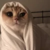 Meow (=ↀWↀ=)✧ 8