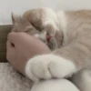 Meow (=ↀWↀ=)✧ 9