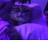 Purple anime 6