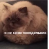 РАНДОМ 🎲 ⬅ 🔞 8