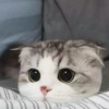 Meow (=ↀWↀ=)✧ 14