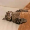 Meow (=ↀWↀ=)✧ 16