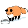 Numsiri fox 10