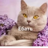 РАНДОМ 🎲 ⬅ 🔞 10