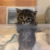 Cats 6