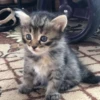 Cats 7