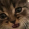 Cats 8