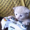 Cats 9
