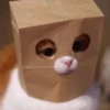 Meow (=ↀWↀ=)✧ 21