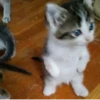 Cats 10