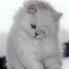 Meow (=ↀWↀ=)✧ 22
