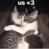 Cats 11